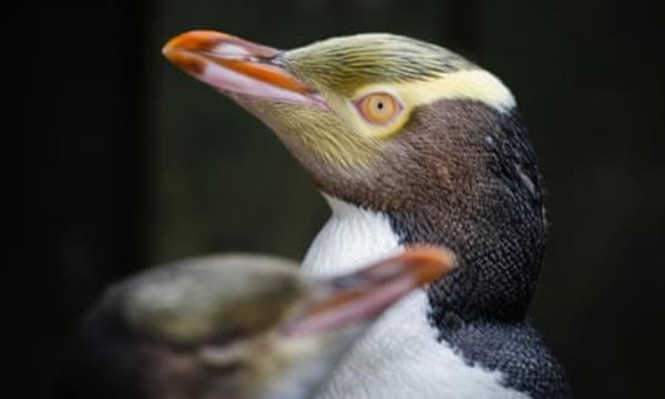 Side profile of the head of a yellow-eyed penguin